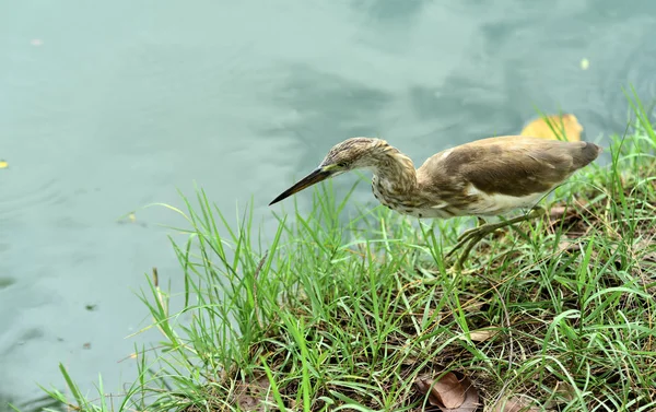 Kuşlar Böcekler Balık Kabuklu Besleme Suda Gölet Göllerde Birlikte Aynı — Stok fotoğraf