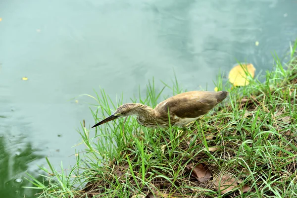 Vögel Watet Durch Das Wasser Ernährt Sich Von Insekten Fischen — Stockfoto