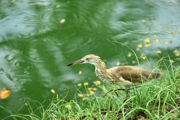 公园里有许多种鸟在池塘里 不同物种的鸟类生活在自然的水环中 — 图库照片
