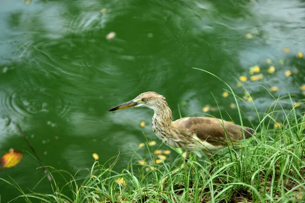 Muitas Espécies Aves Estão Lago Parque Bangkok Thailand Birds Espécies — Fotografia de Stock