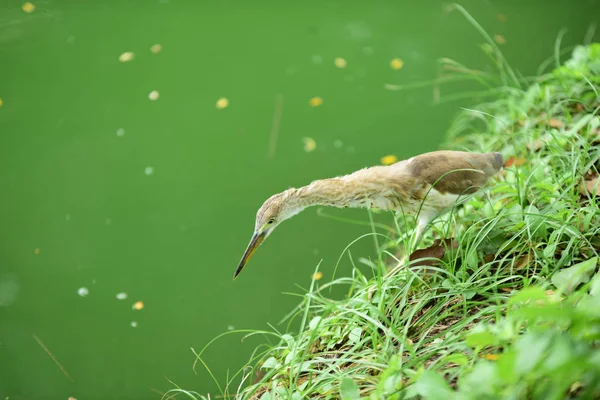 Vele Soorten Vogels Zijn Bij Vijver Het Park Van Bangkok — Stockfoto