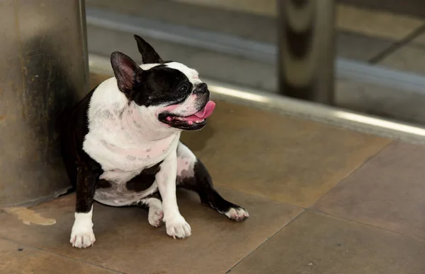 french buldog dog lying in city