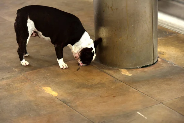 stock image french buldog dog in city