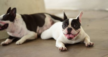 Sevimli köpek beton yerde yatıyor. Beton garajda yerde döşeme çok güzel yalnız beyaz şişman şirin pug köpek