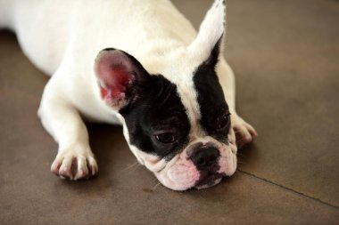 Sevimli köpek beton yerde yatıyor. Beton garajda yerde döşeme çok güzel yalnız beyaz şişman şirin pug köpek
