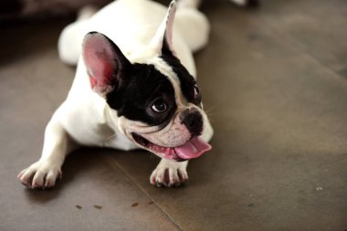 Sevimli köpek beton yerde yatıyor. Beton garajda yerde döşeme çok güzel yalnız beyaz şişman şirin pug köpek