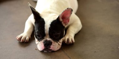 Sevimli köpek beton yerde yatıyor. Beton garajda yerde döşeme çok güzel yalnız beyaz şişman şirin pug köpek