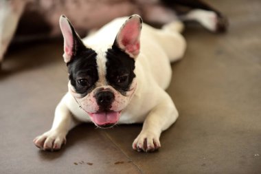 Sevimli köpek beton yerde yatıyor. Beton garajda yerde döşeme çok güzel yalnız beyaz şişman şirin pug köpek