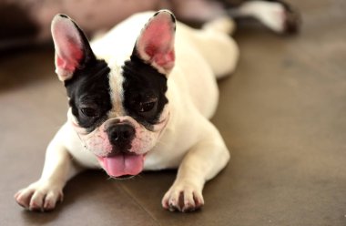 Sevimli köpek beton yerde yatıyor. Beton garajda yerde döşeme çok güzel yalnız beyaz şişman şirin pug köpek