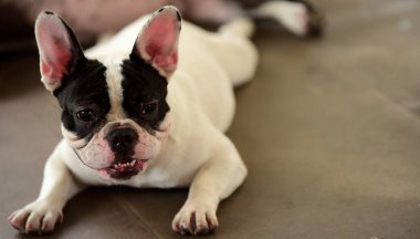 Sevimli köpek beton yerde yatıyor. Beton garajda yerde döşeme çok güzel yalnız beyaz şişman şirin pug köpek