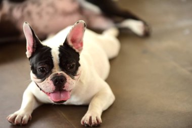 Sevimli köpek beton yerde yatıyor. Beton garajda yerde döşeme çok güzel yalnız beyaz şişman şirin pug köpek