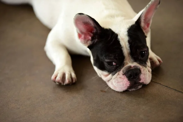 Cane Carino Sdraiato Sul Pavimento Calcestruzzo Bella Solitario Grasso Bianco — Foto Stock