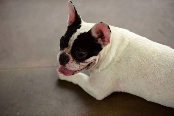 Bulldog Francês Cão Deitado Chão Cidade — Fotografia de Stock