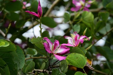 Yaz aylarında bahçe Blooming güzel çiçeklenir. Resmi bahçe. Park. Güzel bahçe