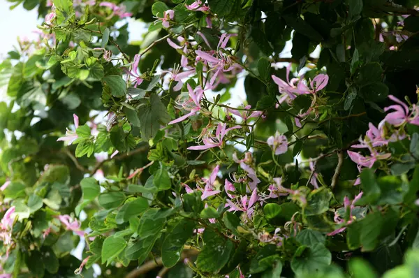 Vacker Körsbärsblomma Trädgården — Stockfoto