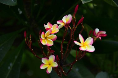 Renkli çiçek. Flower.group sarı beyaz ve pembe çiçek (Frangipani, Plumeria) grup beyaz ve sarı arka planda yaprakları ile frangipani çiçekler. Plumeria çiçek çiçeklenme .