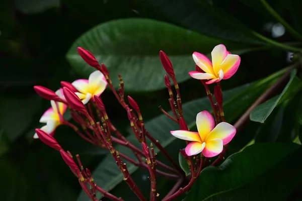 Colorful flowers.Group of flower.group of yellow white and pink flowers (Frangipani, Plumeria) White and yellow frangipani flowers with leaves in background.Plumeria flower blooming .