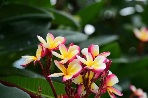 Kolorowe Kwiaty Grupa Flower Group Żółte Kwiaty Białe Różowe Frangipani — Zdjęcie stockowe