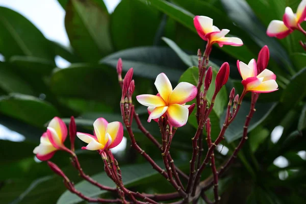 Floraison Colorée Groupe Fleurs Groupe Fleurs Jaunes Blanches Roses Frangipani — Photo