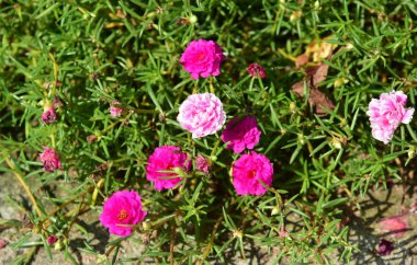 Bahçede renkli çiçek. Plumeria çiçek çiçeklenme. Yaz aylarında bahçe Blooming güzel çiçeklenir. Resmi bahçe. Park. Güzel bahçe.