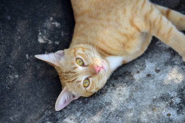 Güzel kırmızı kediye yakın çekim