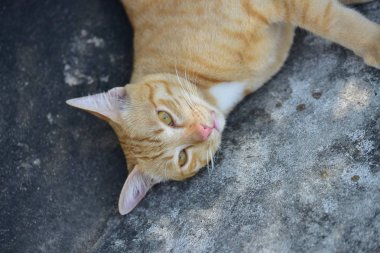 Fotoğraf yakın kahverengi kedi. Şirin kahverengi kedi