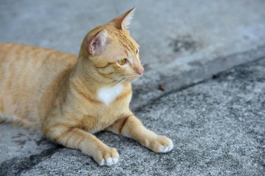 Güzel kırmızı kediye yakın çekim