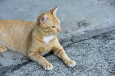 Güzel kırmızı kediye yakın çekim