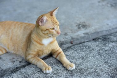 Fotoğraf yakın kahverengi kedi. Şirin kahverengi kedi