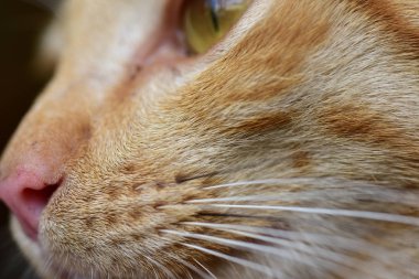 Güzel kırmızı kediye yakın çekim