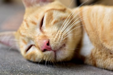 Fotoğraf yakın kahverengi kedi. Şirin kahverengi kedi