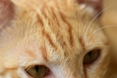 Fotoğraf kapatmak kahverengi catcute kahverengi kedi