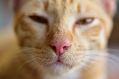 Güzel kırmızı kediye yakın çekim