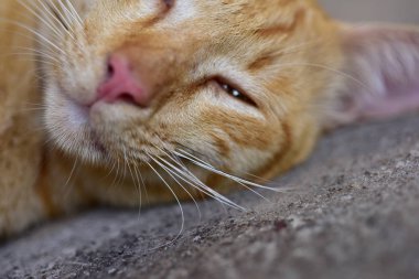 Güzel kırmızı kediye yakın çekim