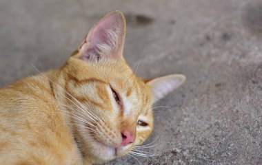 Fotoğraf yakın kahverengi kedi. Şirin kahverengi kedi