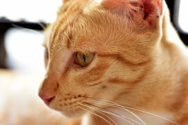 Fotoğraf yakın kahverengi kedi. Şirin kahverengi kedi