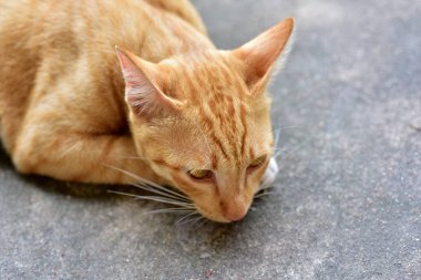 Güzel kırmızı kediye yakın çekim