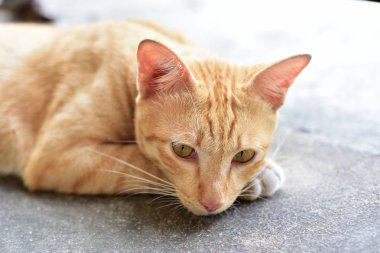 Güzel kırmızı kediye yakın çekim