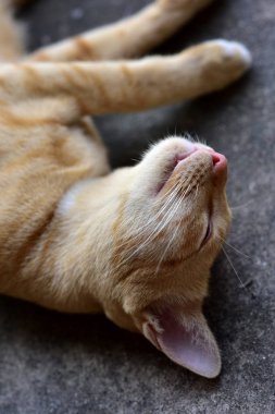 Fotoğraf yakın kahverengi kedi. Şirin kahverengi kedi