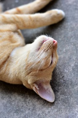 Fotoğraf yakın kahverengi kedi. Şirin kahverengi kedi