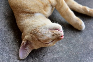 Fotoğraf yakın kahverengi kedi. Şirin kahverengi kedi