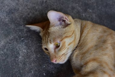 Güzel kırmızı kediye yakın çekim