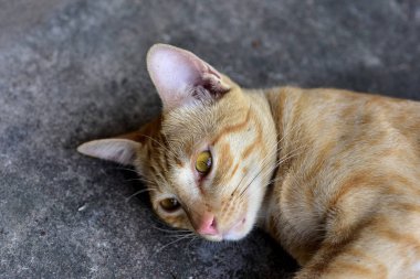 Güzel kırmızı kediye yakın çekim