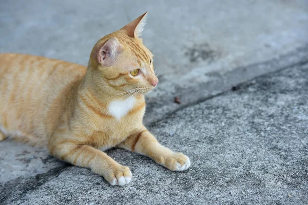 Nahaufnahme Der Schönen Roten Katze — Stockfoto