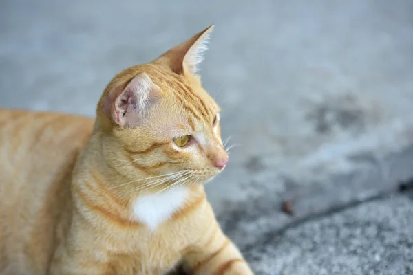 Zdjęcia Blisko Brązowy Kot Ładny Brązowy Kot — Zdjęcie stockowe