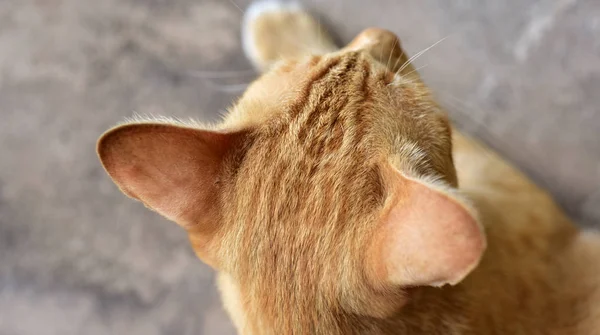 Photo close Of the brown cat.Cute brown cat