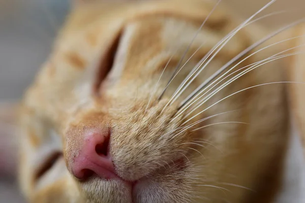 Foto Cerrar Del Gato Marrón Lindo Gato Marrón —  Fotos de Stock