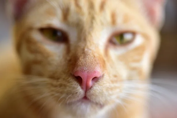 Close Beautiful Red Cat — Stock Photo, Image