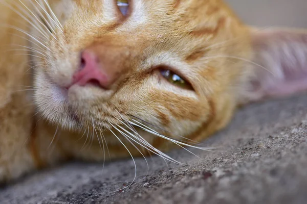 茶色の猫の写真を閉じる かわいい茶色の猫 — ストック写真