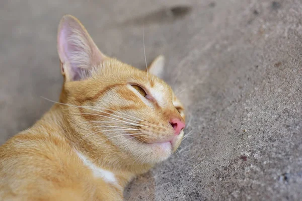 Fechar Foto Gato Marrom Gato Marrom Bonito — Fotografia de Stock